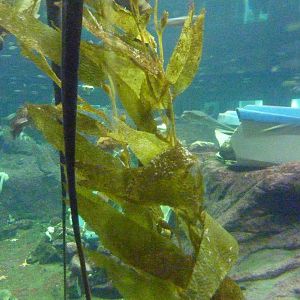 North Pacific Aquarium - 160,000 Gallon Tank