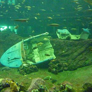 North Pacific Aquarium - 160,000 Gallon Tank