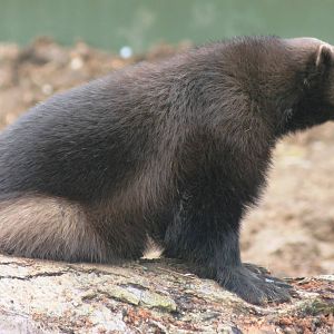Wolverine; Whipsnade; 3rd April 2010