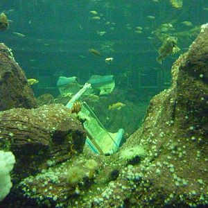 North Pacific Aquarium - 160,000 Gallon Tank