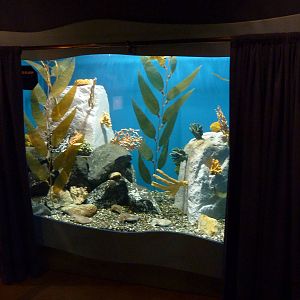 North Pacific Aquarium - Cuttlefish Exhibit