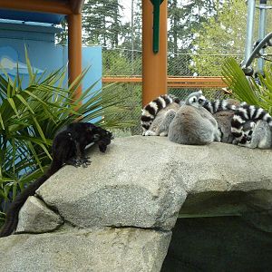 Ringtail/Black Lemur Exhibit