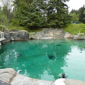 Harbour Seal Exhibit