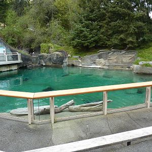Harbour Seal Exhibit