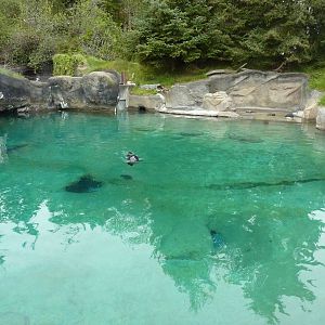 Harbour Seal Exhibit