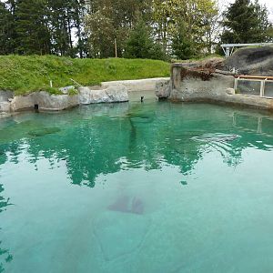 Harbour Seal Exhibit