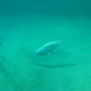 Harbour Seal