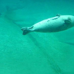 Harbour Seal
