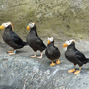 Puffins