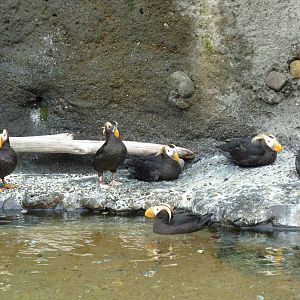 Puffins