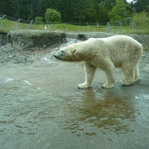 Polar Bear