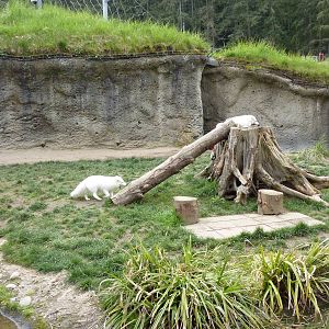 Arctic Fox Exhibit