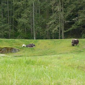 Musk Ox Exhibit