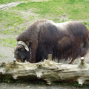 Musk Ox