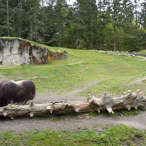 Musk Ox Exhibit