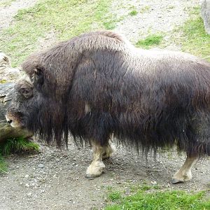 Musk Ox