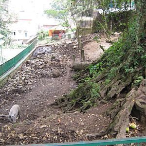 enclosure for wild pigs (Sus scrofa cristata)