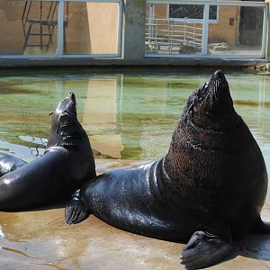 Cape Fur Seals