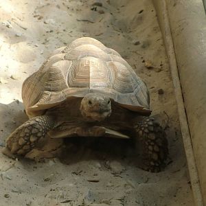 New residents in Monkey Tails