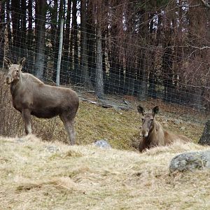 European Elk