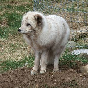 Arctic Fox