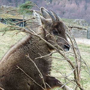 Chinese Goral