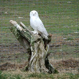 Snowy Owl
