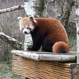 Red panda