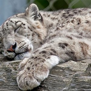 Snow Leopard