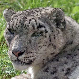 Snow Leopard