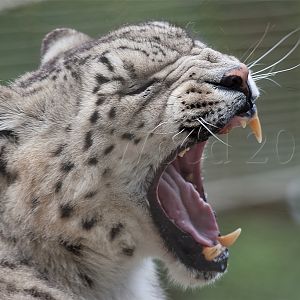 Snow Leopard