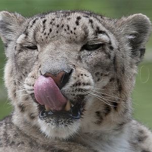 Snow Leopard