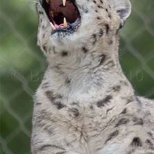 Snow Leopard