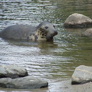 Grey Seal