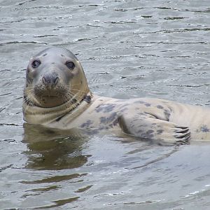 Grey Seal
