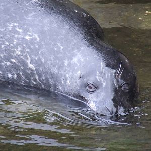 Harbor Seal