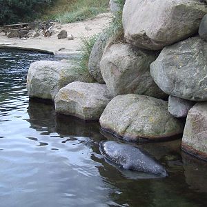 Harbor Seal exhibit