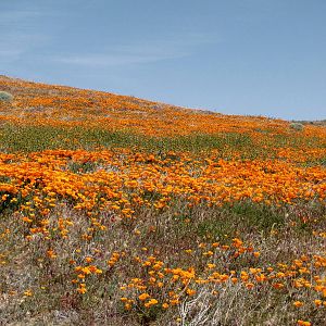 California Poppy Reserve