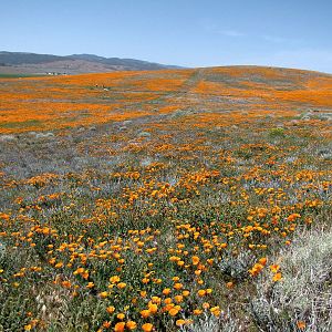 California Poppy Reserve
