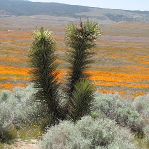 California Poppy Reserve
