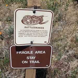 California Poppy Reserve