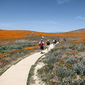 California Poppy Reserve