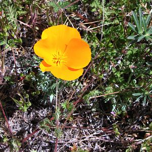 California Poppy Reserve
