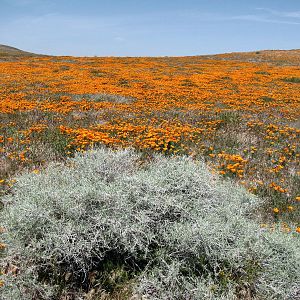 California Poppy Reserve