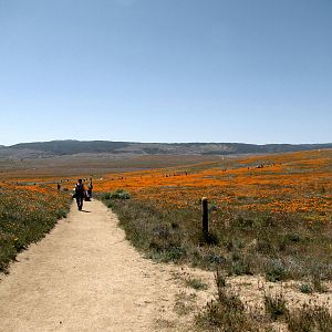 California Poppy Reserve