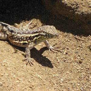 California Poppy Reserve