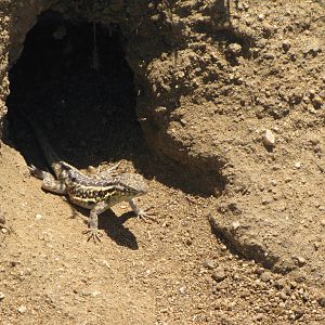 California Poppy Reserve