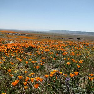 California Poppy Reserve