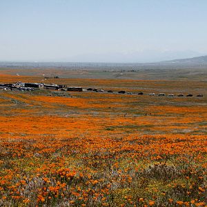 California Poppy Reserve