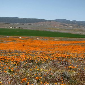 California Poppy Reserve